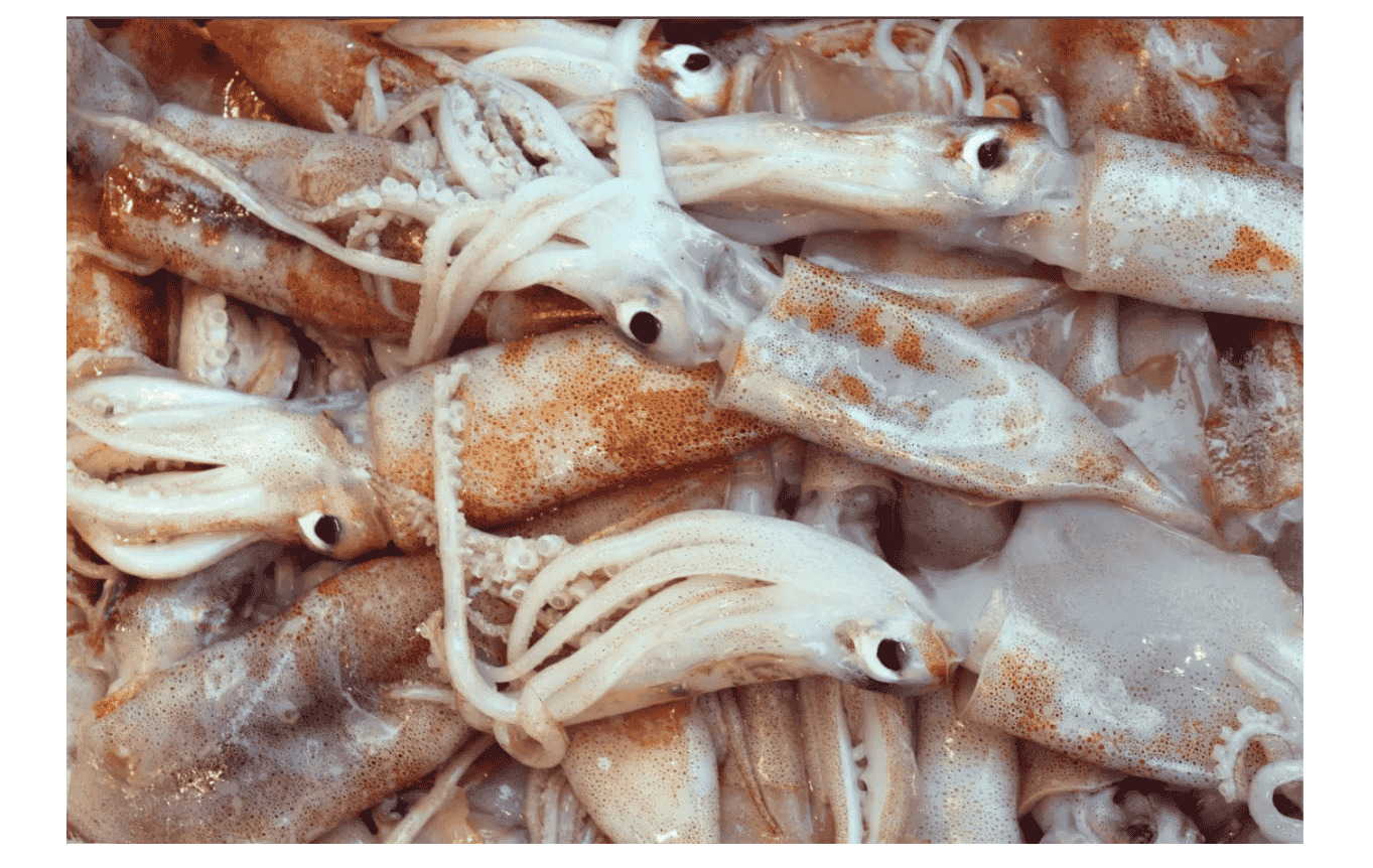 RAW SQUID